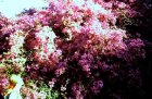 img025.jpeg.small.jpeg