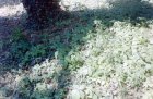img064.jpeg.small.jpeg
