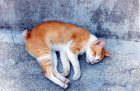 img010.jpeg.small.jpeg